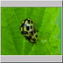 Propylea quatuordecimpunctata - Schwarzgefleckter Marienkaefer 05.jpg
